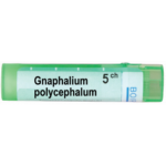GNAPHALIUM POLYCEPHALUM 5CH